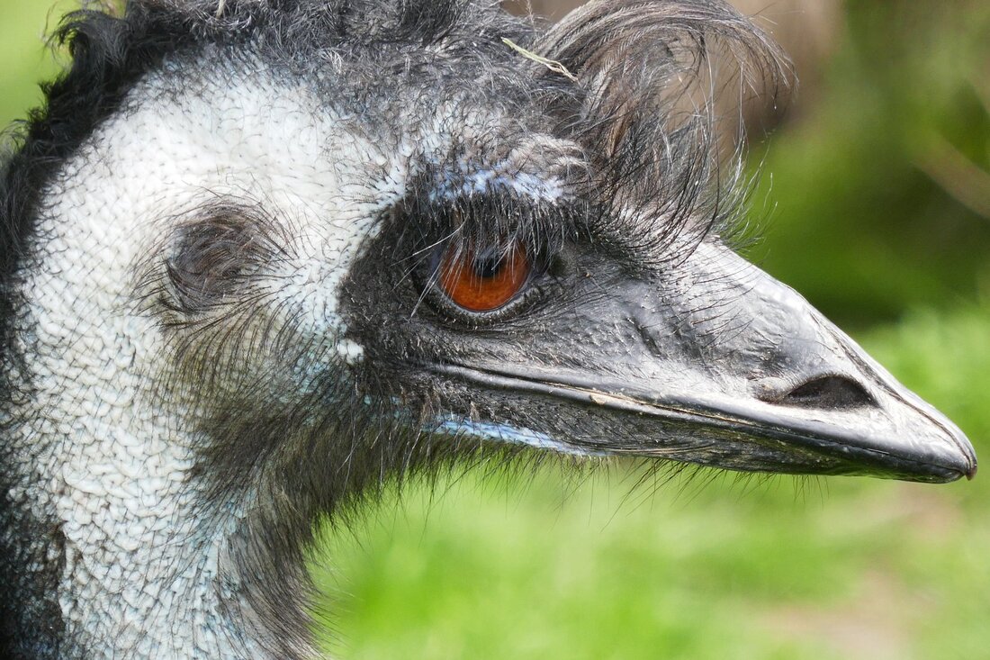 male emu www.emu.services