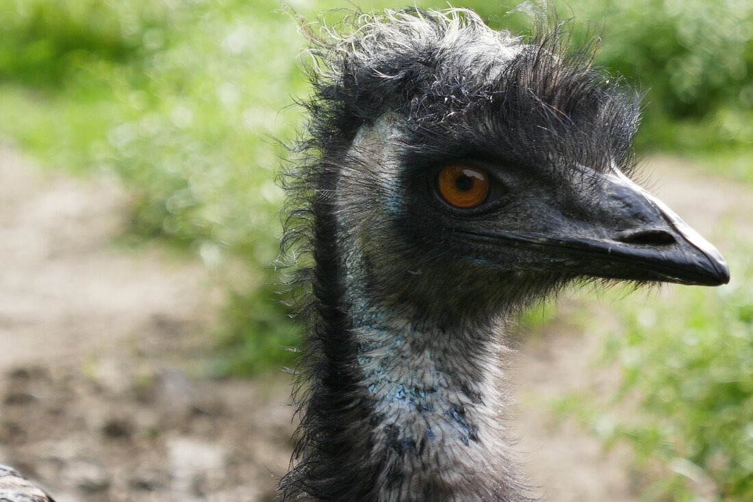 Pet emu photograph