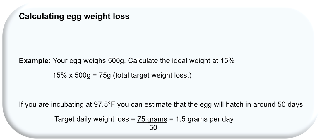 Picture diagram showing the calculation to work out the weight loss in emu eggs