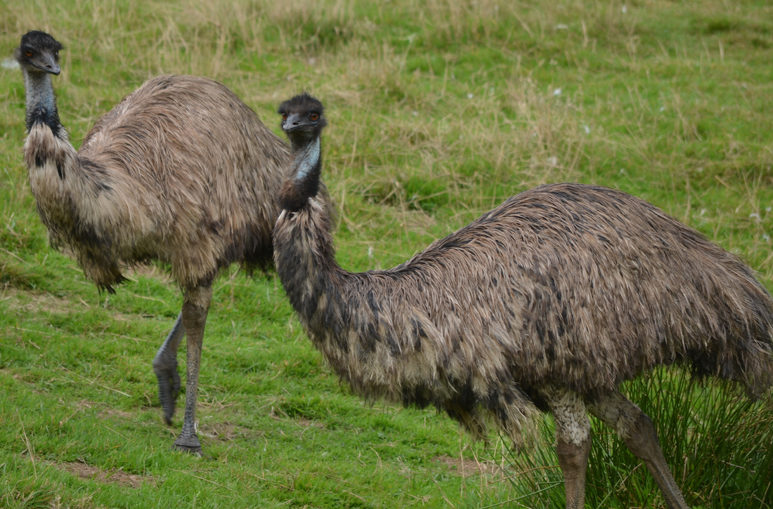 Pair of emu www.emu.services