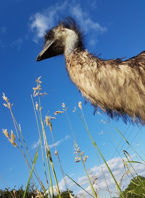 emu in the grass www.emu.services