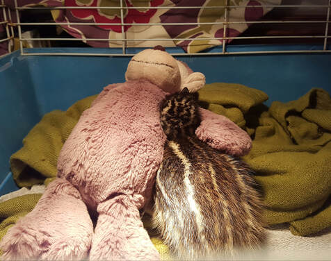 hatched emu with cuddly toy under a light