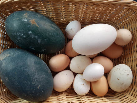 emu eggs, size comparison to other eggs www.emu.services