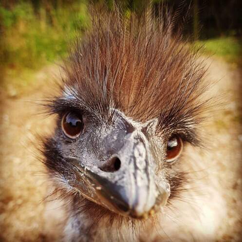 Picture, young male emu