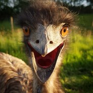 Picture shows an emu with it's mouth open