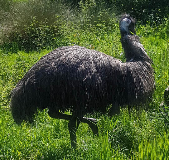 female emu strutting and drumming
