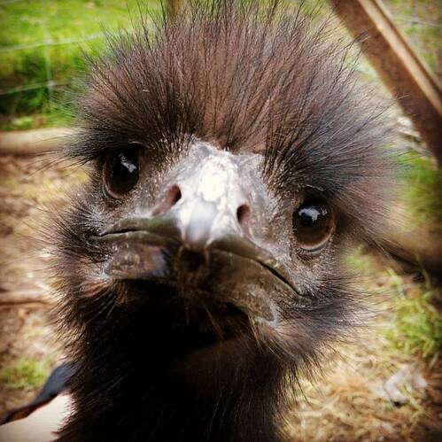 Picture, juvanile emu. emu.services