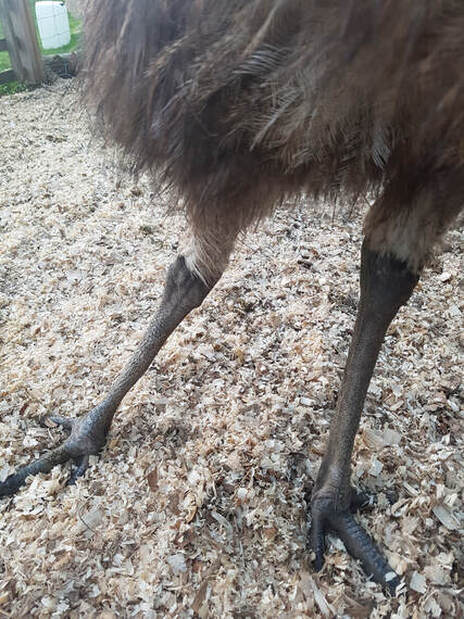 Splayed leg of an emu showing the leg turning out to the side from the hip
