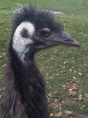 emu eye infection www.emu.services