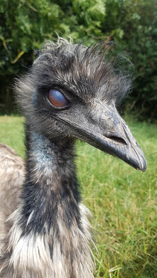 nictating eyelid of an emu