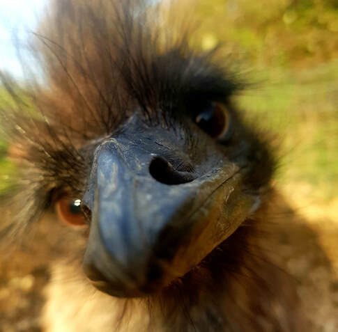 Picture, a nosey emu