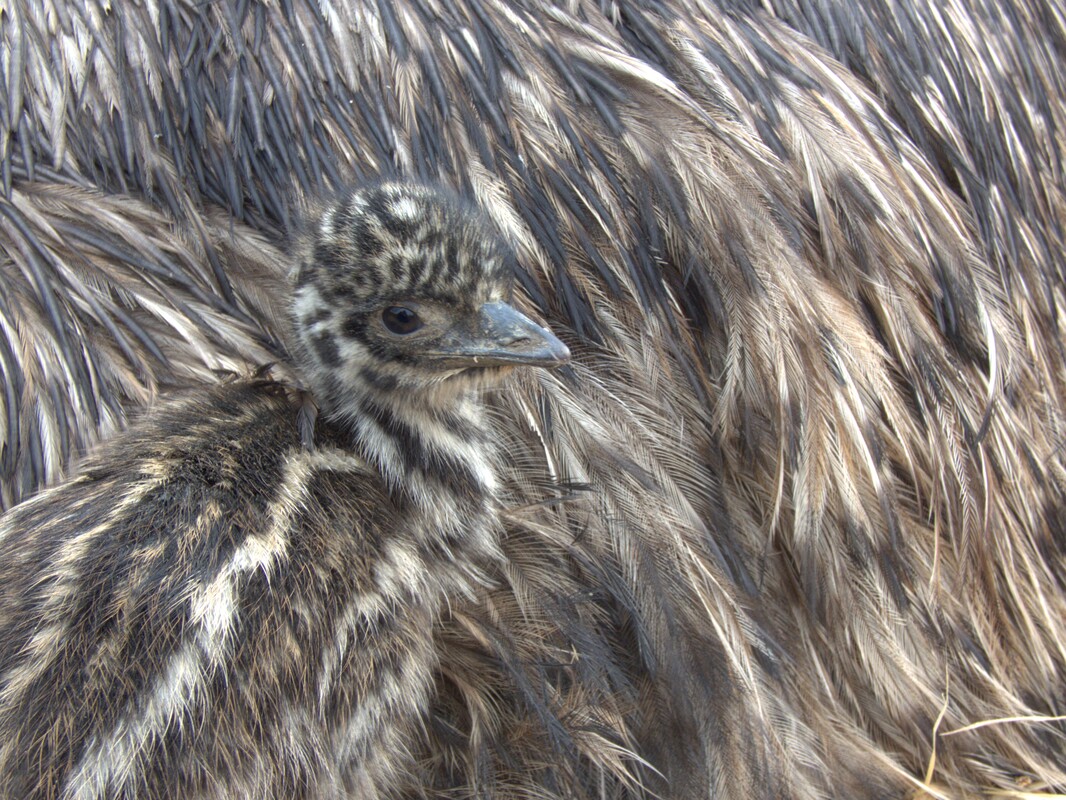 emu chick under dad www.emu.services