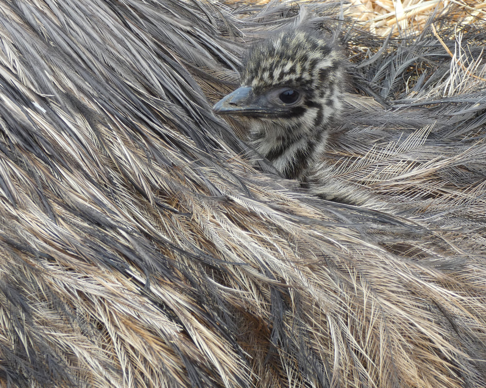Emu baby under dad, just born