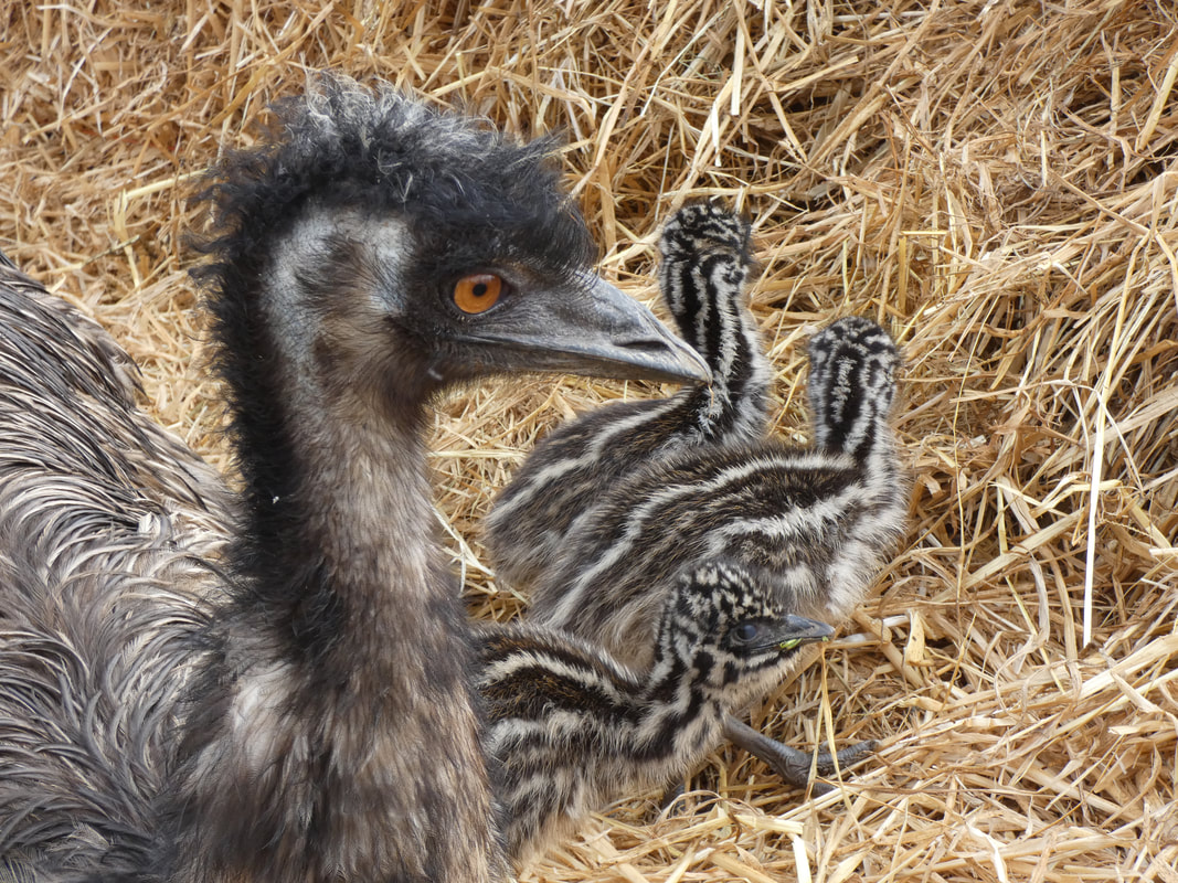 Pair of emu www.emu.services
