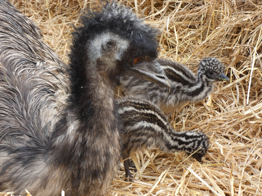 Emu babies with dad www.emu.services