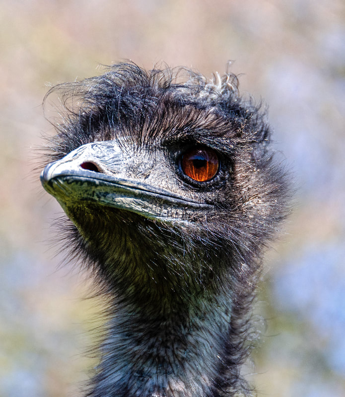 Emu male head 