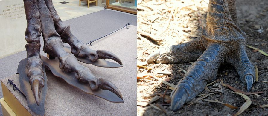 emu foot and T-rex foot