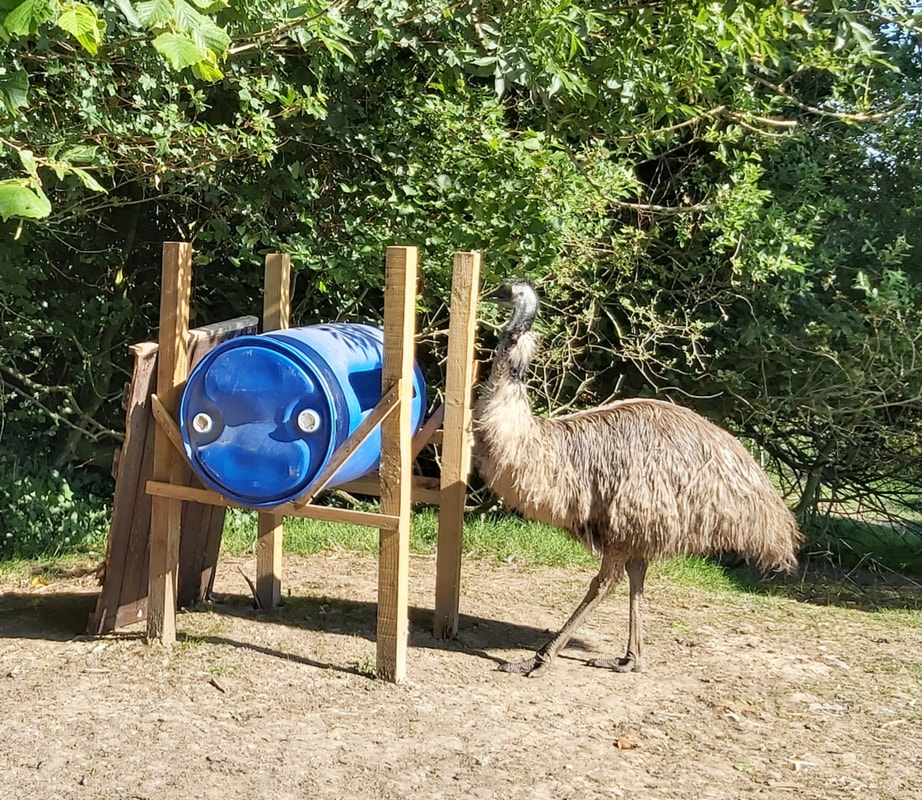 emu feeder idea made from blue barrel emu.services