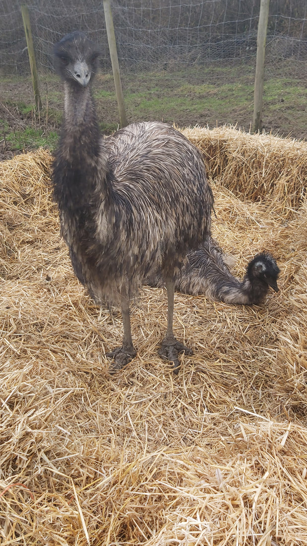 Parent emu www.emu.services
