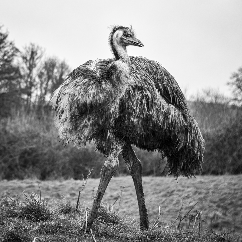 Picture, black and white photo of female emu