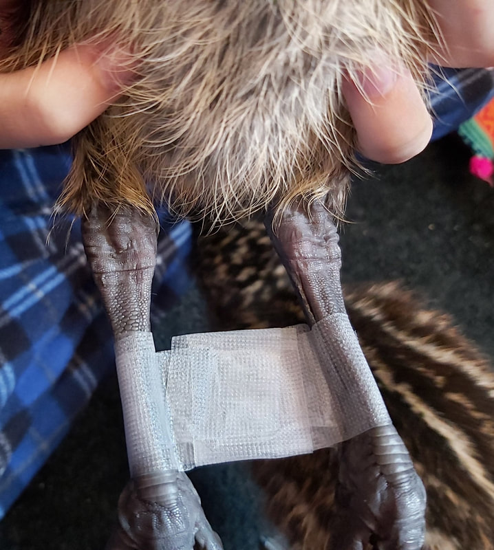 Picture shows an emu chick with a hobble on