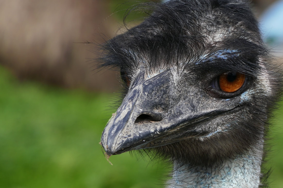 emu farming, photo shows the head of a female emu www.emu.services