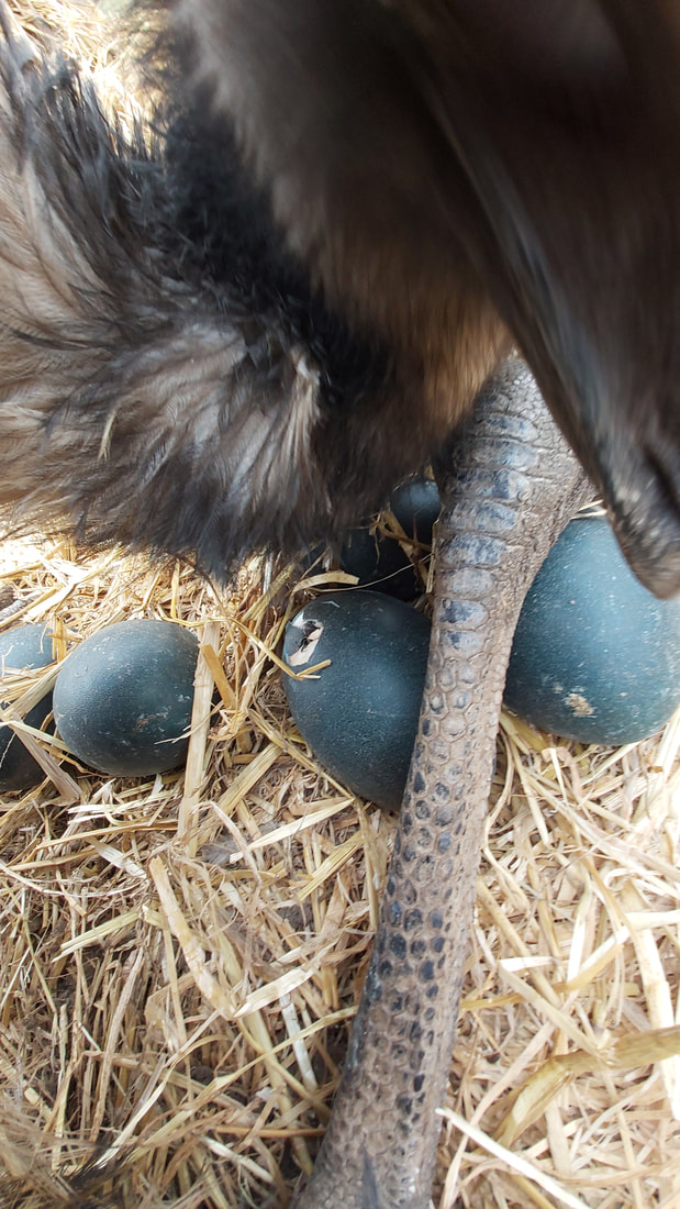 Emu eggs under dad www.emu.services