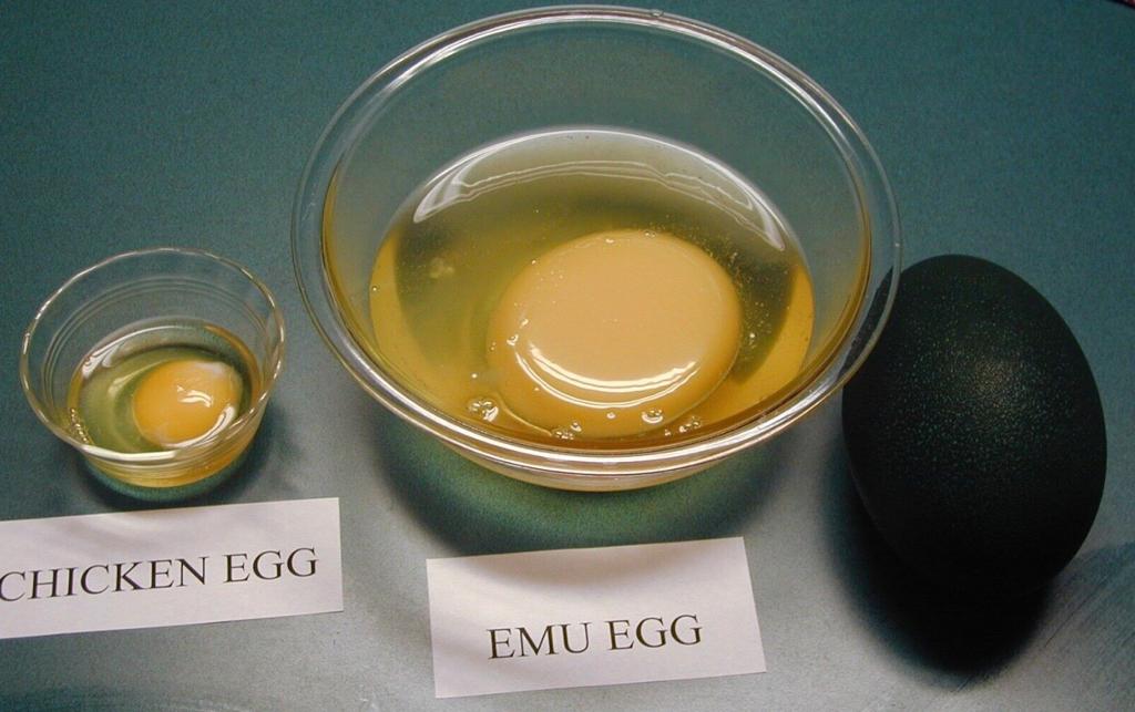 Emu chicken egg comparison