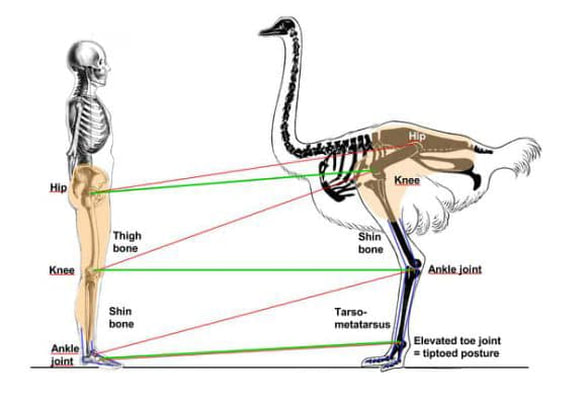 emu leg bones diagram